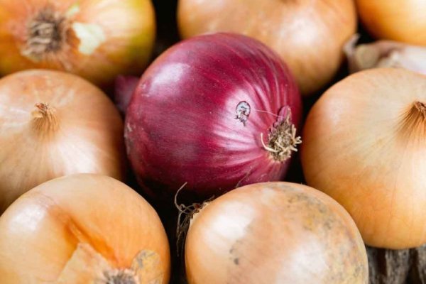 Kraken onion link