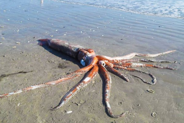 Kraken зеркало krakens13 at