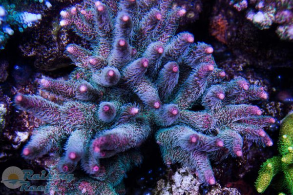 Kraken актуальные зеркала krakentor site